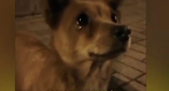 MOMENTI PREKËS/ Qeni endacak qan kur një grua e panjohur i jep ushqim (VIDEO)