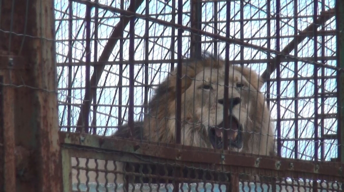 E PAZAKONTË/ Covid-19 “hyn” në Kopshtin Zoologjik në Spanjë, infektohen 4 luanë