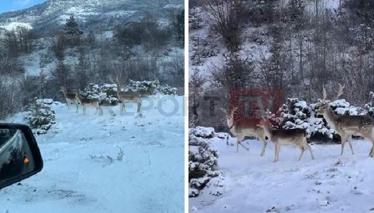 FOTOLAJM/ Përveç dëborës edhe drerët dhurojnë pamje fantastike në Dardhë