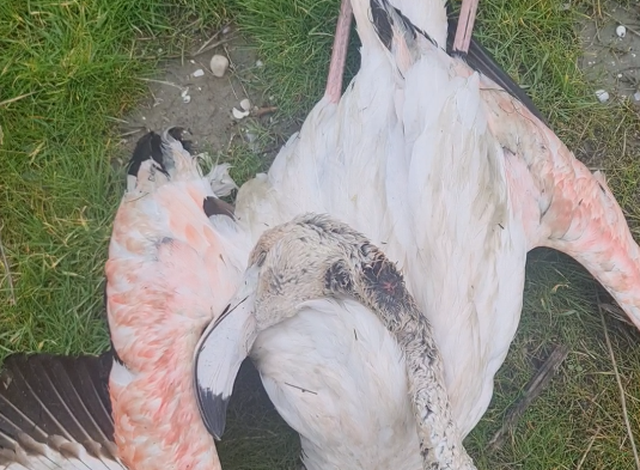 PAMJE TË TRISHTA/ Qëllohen me armë flamengot në lagunën e Nartës