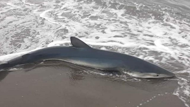 FOTOLAJM/ Peshkaqeni gjendet i ngordhur në breg të detit