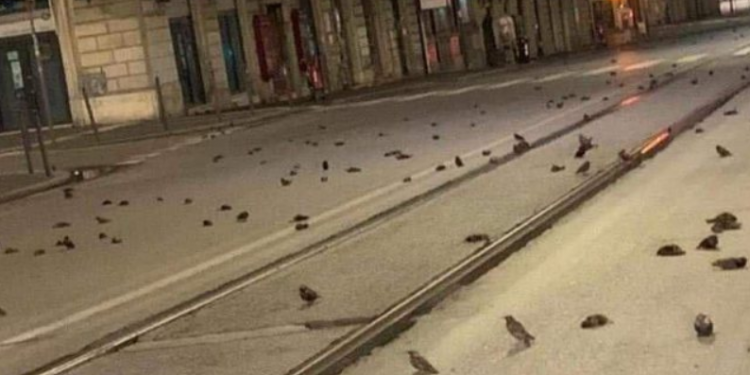 PAMJET E TRISHTA NË ROMË/ Qindra zogj të ngordhur në rrugë nga tymi i fishekzjarreve