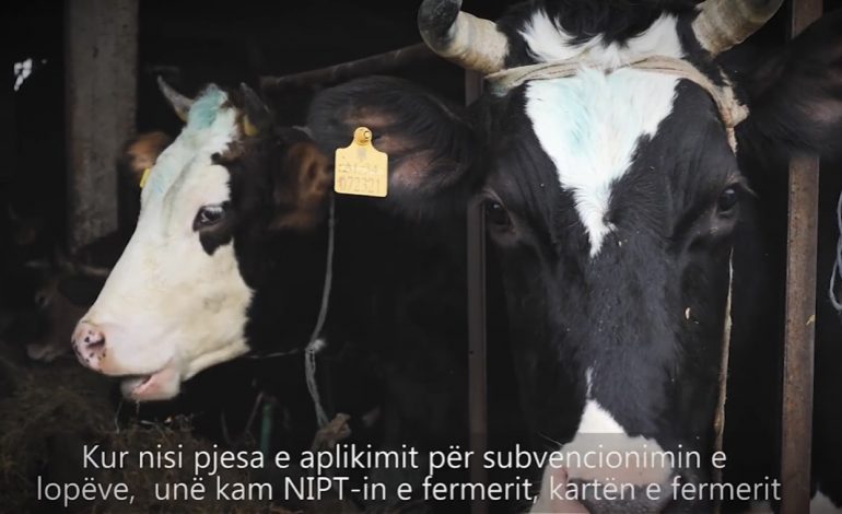 “LOPËT I KAM SI…”/ Fermerja flet nga Zall Herri: Si aplikova për subvencionin dhe për akicizën zero për naftën