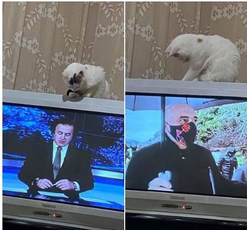 “Qytetarit dixhital” i mbarojnë denoncimet, bën politikë me… macen