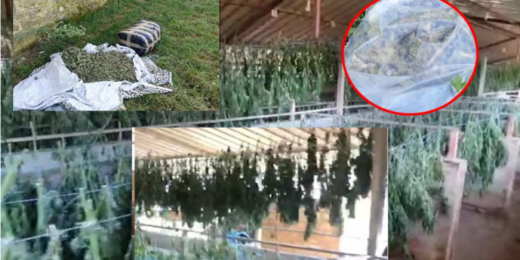 KANABISI NË SKRAPAR/ GJKKO jep vendimin për të arrestuarit: 16 lihen në burg, të tjerët…