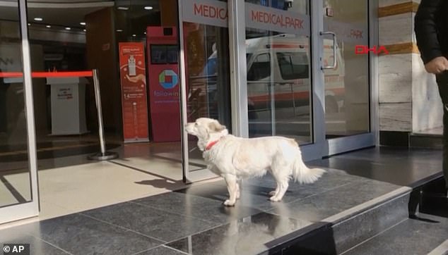 PREKËSE/ Qeni ndjek ambulancën që merr pronarin e tij dhe për gjashtë ditë radhazi e pret…