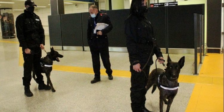 KORONAVIRUSI/ Pas tamponit, në Itali mbërrijnë qentë e parë që nuhasin personat e infektuar me COVID
