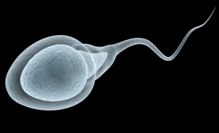 A NDIKON COVID-19 TEK FERTILITETI MASHKULLOR? Ekspertët komentojnë dëshmitë e reja