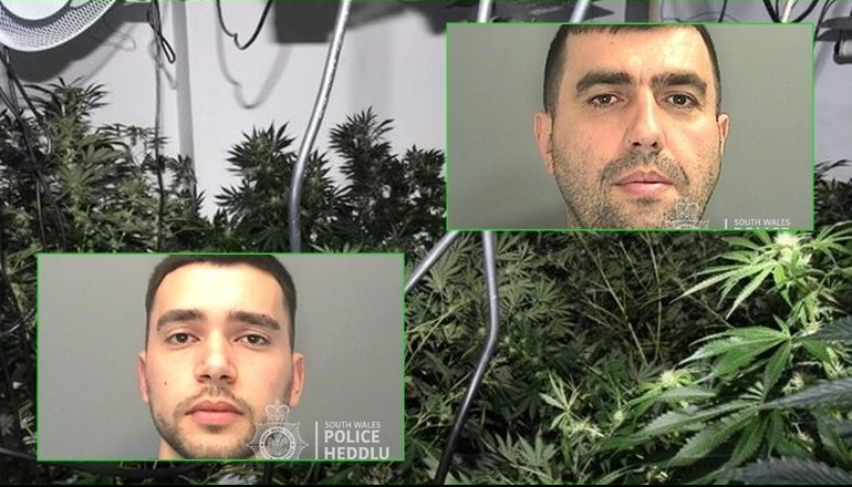 4 SHQIPTARË KAPEN NË BRITANI/ Si e ruanin kanabisin në 14 prona me vlerë 2 milionë paund