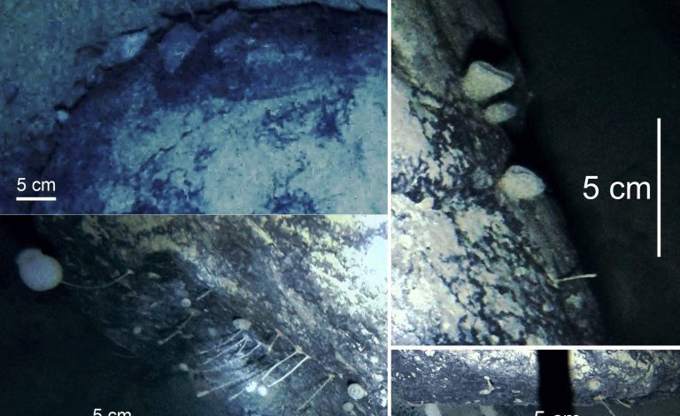 SPECIE TË PANJOHURA/ Shkencëtarët zbulojnë krijesa të çuditshme nën akullin e Antarktidës