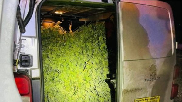 GABIM QESHARAK NË BRITANINË E MADHE/ Trafikantëve iu hapet dera e furgonit dhe mbushin autostradën me kanabis