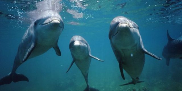 STUDIMI: Pse delfinët janë socialë dhe inteligjentë si njerëzit
