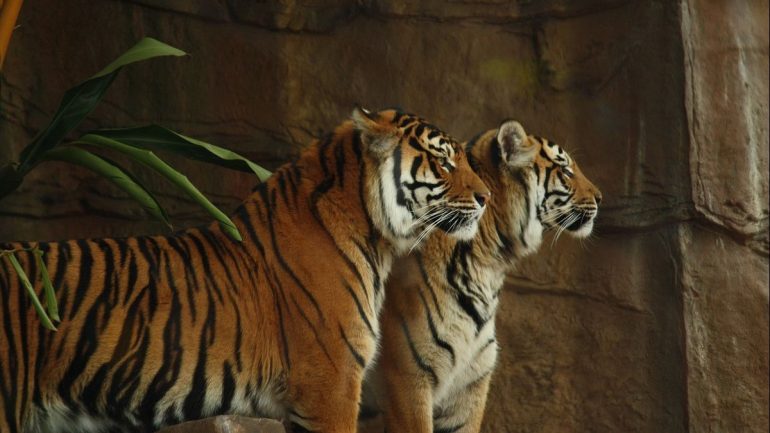 SHOKUESE/ Tigrat arratisen nga kopshti zoologjik në Indonezi, vrasin punëtorin 47-vjeçar