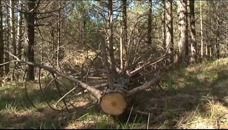 E RËNDË NË HIMARË/ Ishte duke prerë dru dhe e zë poshtë pema, humb jetën 55-vjeçari