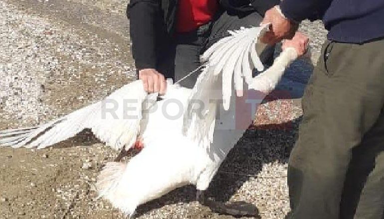 PLAGOSI ME ÇIFTE MJELMËN NË LIQENIN E POGRADECIT/ Autori kërkonte që ta balsamoste