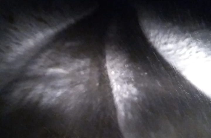 RESHJE DËBORE NË QARKUN DIBËR/ Po punohet për pastrimin e akseve rrugore (FOTOT)