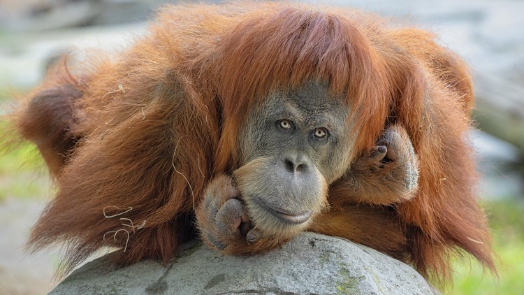 NIS VAKSINIMI TEK ORGANIZMAT JONJERËZORË/ 9 majmunë marrin dozat në një kopsht zoologjik në Kaliforni