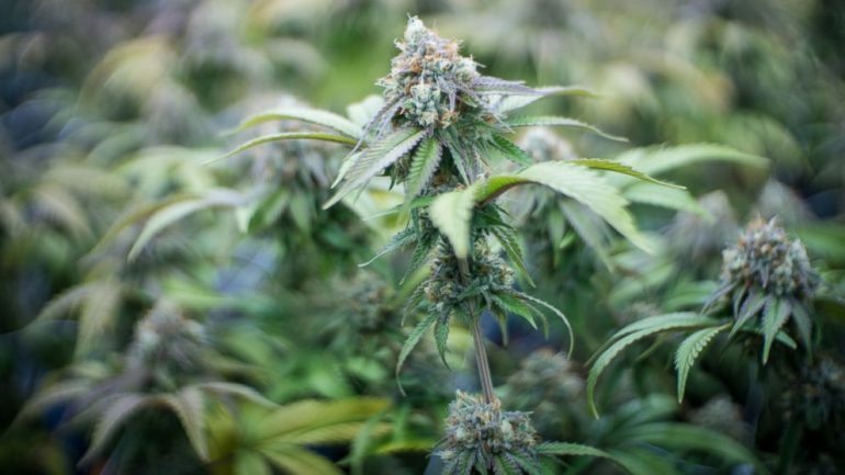MERRET VENDIMI/ New York-u bëhet shteti i 15-ë amerikan që legalizon marihuanën