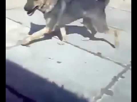 PAMJE TË RËNDA/ Fëmija 10-vjeç kafshohet nga qeni pitbull, bashkia… (FOTOT)