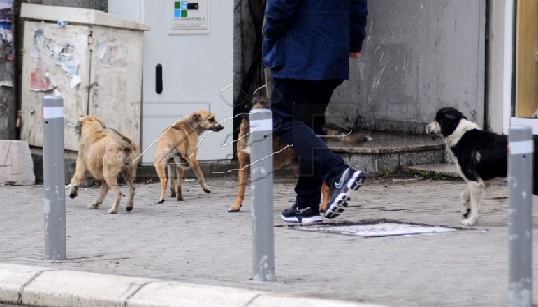 E RËNDË NË TIRANË/ Qeni i braktisur kafshon fëmijën në trotuar, arrestohet pronari