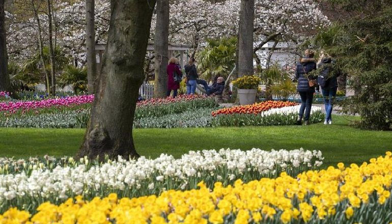 KORONAVIRUSI/ Lehtësimi i kufizimeve anti-COVID, Holanda hap kopshtin historik të tulipanëve