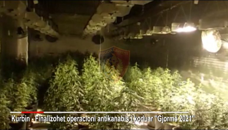 KTHYEN MAGAZINËN NË LABORATOR KANABISI/ Vihet në pranga 24-vjeçari në Lezhë, shpallet në kërkim një tjetër (VIDEO)