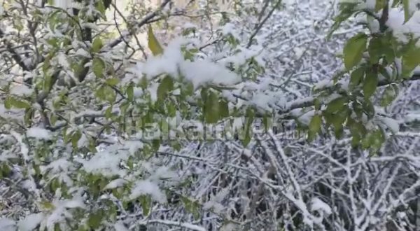 RESHJE BORE E TEMPERATURA TË ULËTA/ Dëme në frutikulturë nga moti i ftohtë në Bulqizë (VIDEO)