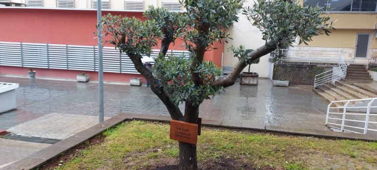 HUMBI JETËN NGA COVID-9/ Mbillet pemë ulliri në shenjë nderimi për mjekun Heron Husi