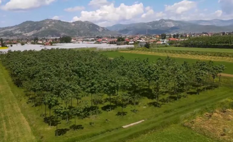 PUBLIKON VIDEON/ Rama: Mandatin e 3, eksportet bujqësore do t’i çojmë mbi tavanin e 1 miliardë USD