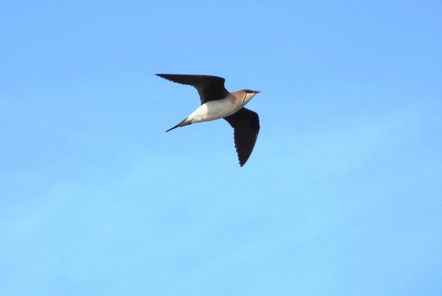 PUBLIKON FOTON E VEÇANTË/ Rama jep lajmin në Ditën e Ndërkombëtare të Biodiversitetit: Dallëndyshja…