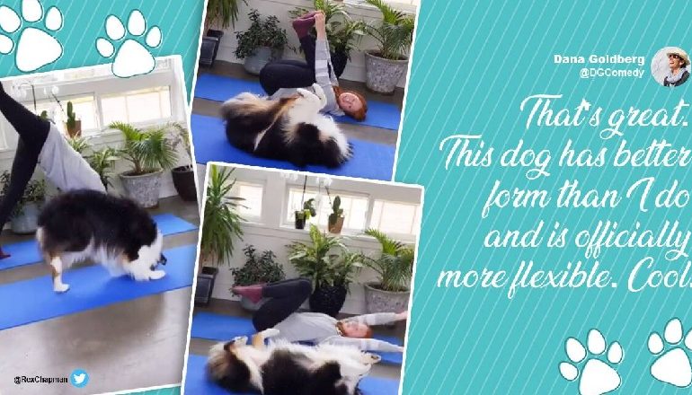 NUK DO TA BESONI/ E imiton pa humbur asnjë ushtrim, qenushi bën “yoga” bashkë me pronaren e tij (VIDEO)