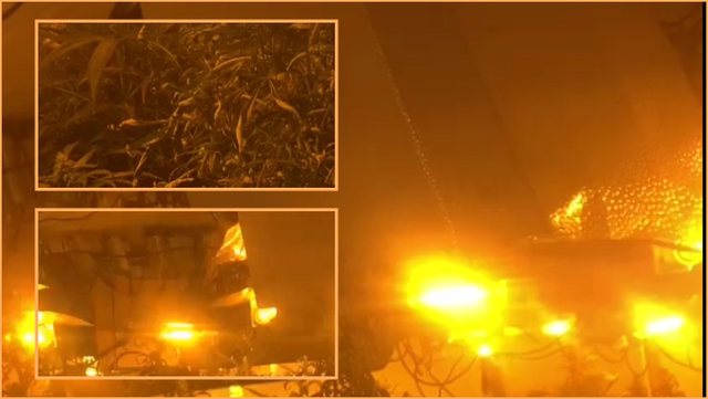 DALIN PAMJET/ Bodrumi i një vile i mbushur plot me llampa dhe bimët gati për tu korrur, pamjet nga kanabisi në Fushë-Krujë