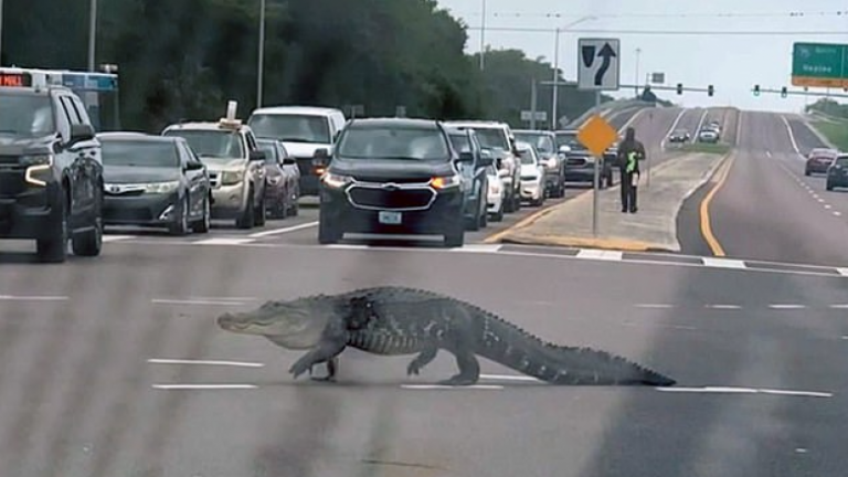 E PAZAKONTË NË FLORIDA/ Krokodili 3 metra i gjatë zbarkon në rrugë. Krijohen radhë të gjata trafiku (VIDEO)
