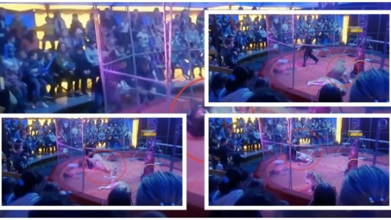 PUBLIKOHEN PAMJE TË RËNDA/ Britma e ulërima, ja momenti kur trajneri i cirkut sulmohet nga luani (VIDEO)