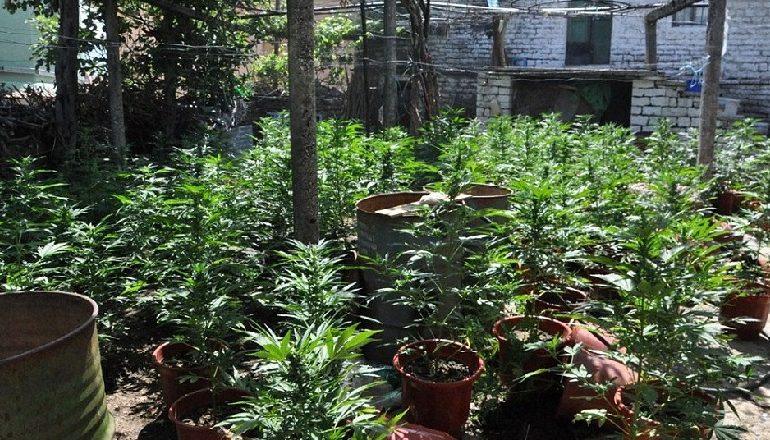 ARRESTOHEN DY SHTETAS/ Kultivonin bimë narkotike në një hapësirë të pyllëzuar në Delvinë