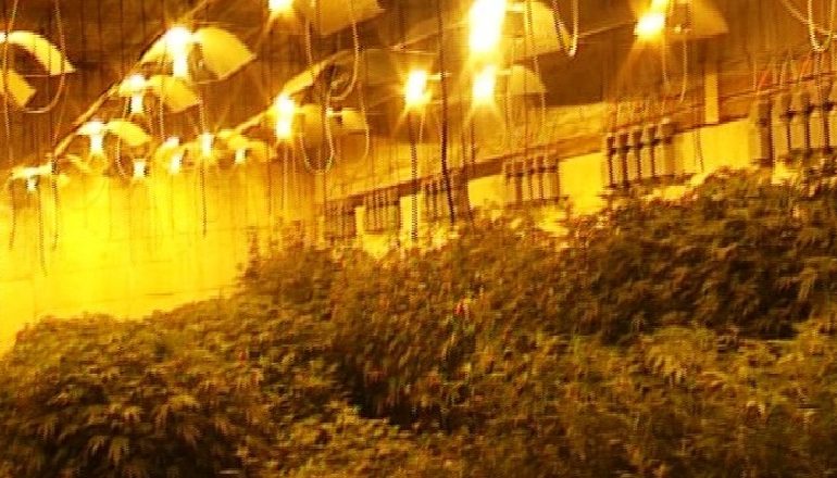 KULTIVONIN KANABIS ME LLAMPA NË BANESË/ Arrestohen 4 persona në Tiranë (EMRAT-VIDEO)