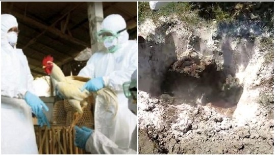 GRIPI I SHPENDËVE/ Shpallet zonë karantine gjithë fshati në Peqin, 180 pula të infektuara