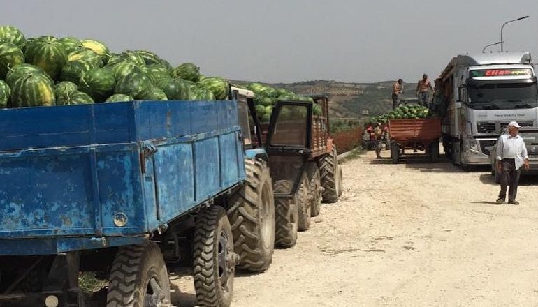 SOT U EKSPORTUAN 110 KUINTALË SHALQI NGA LUSHNJA/ Braçe: Me çmim 20-22 lekë kg, kur ua thashë se besuat