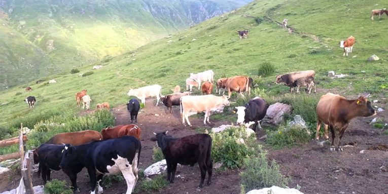 SHQIPTARËT I RIKTHEHEN TRADITËS/ Po i ikin blegtorisë dhe po orientohen drejt bujqësisë