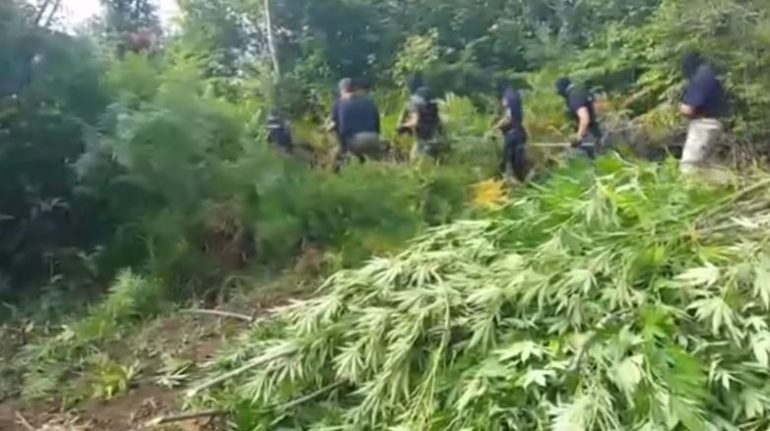 KULTIVONTE KANABIS NË PRONË PUBLIKE/ Arrestohet i riu në Mallakastër (EMRI)