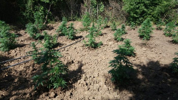 PARCELA ME KANABIS NË FINIQ/ Kush janë dy të arrestuarit nga policia, asgjësohen 560 rrënjë (EMRAT)