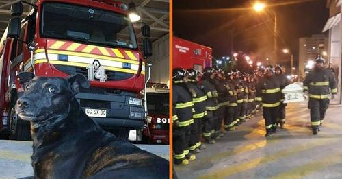 E RRALLË/ Zjarrfikësit bëjnë homazhe në funeralin e qenit të stacionit, që ndërroi jetë