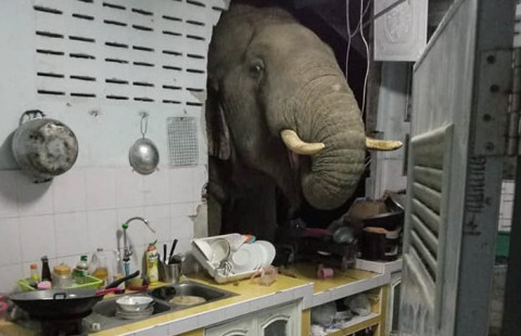 NJË ELEFANT I URITUR/ Momenti kur futet në kuzhinë dhe “vjedh” qesen me oriz (VIDEO)