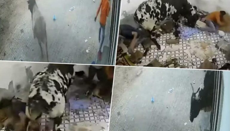 E RËNDË/ Demi futet brenda shtëpisë, nis të sulmojë banorët, ka të lënduar (VIDEO)