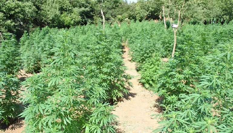 KISHIN MBJELLË LËNDË NARKOTIKE/ 4 të arrestuar në Kavajë, nën hetim kryeplaku i fshatit Golemas