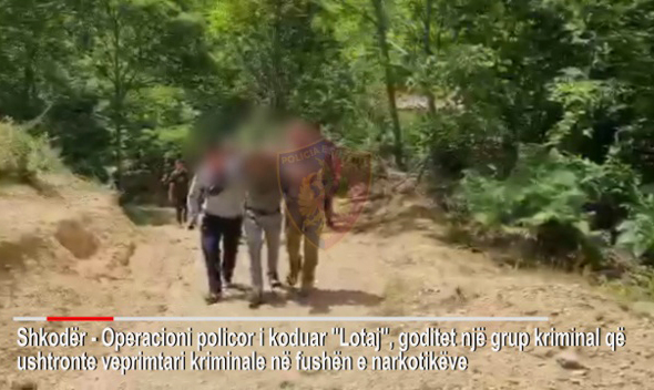 KULTIVONIN KANABIS/ Një në pranga dy në kërkim në Shkodër, policia: Grup kriminal me rrezikshmëri…