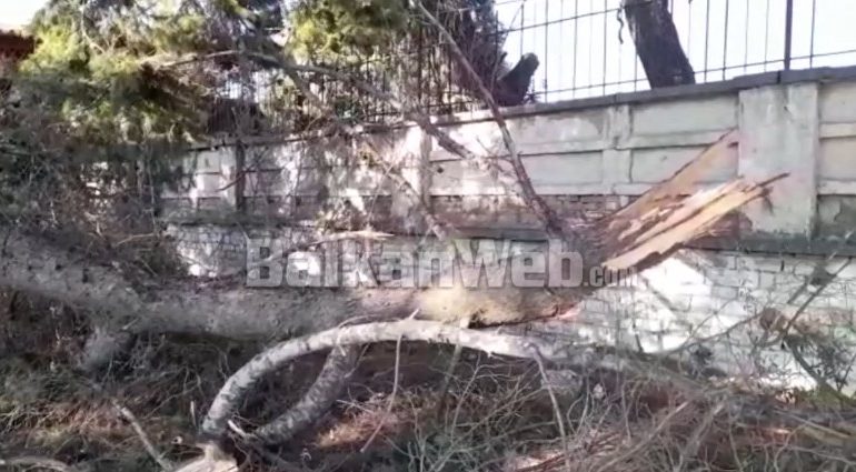 PAMJET/ Lisi shekullor bie në dalje të Beratit, bllokohet trotuari