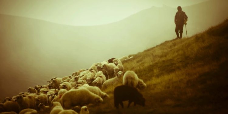 NDODH EDHE KJO/ Babë e bir nga Shqipëria rrahin me shufra hekuri në kokë bariun në Greqi
