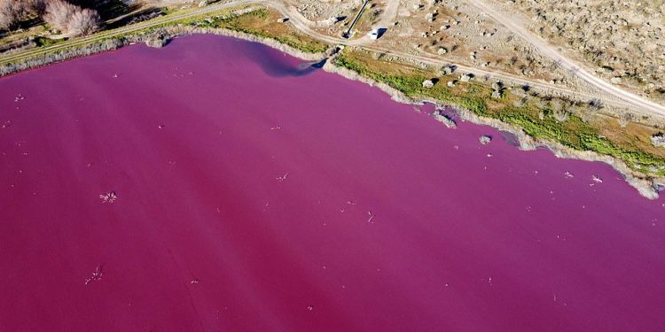 PAMJET/ Laguna në Argjentinë bëhet rozë. Ja cili është SHKAKU