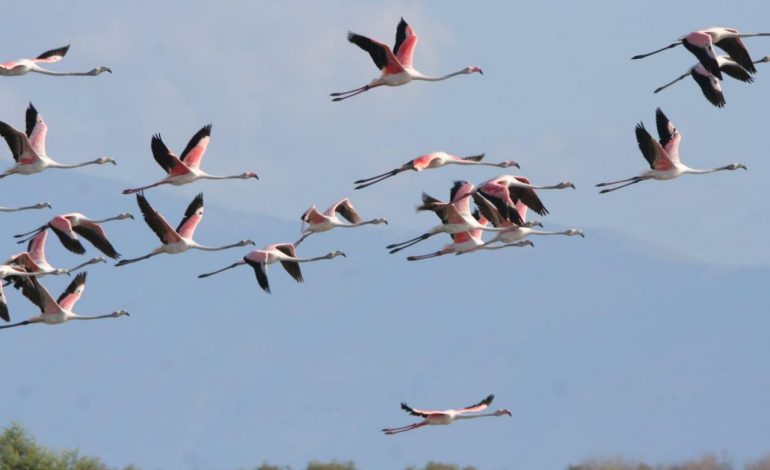 SPEKTAKËL NGJYRASH/ Mijëra flamingo popullojnë bregdetin e Pishporos (PAMJET FANTASTIKE)